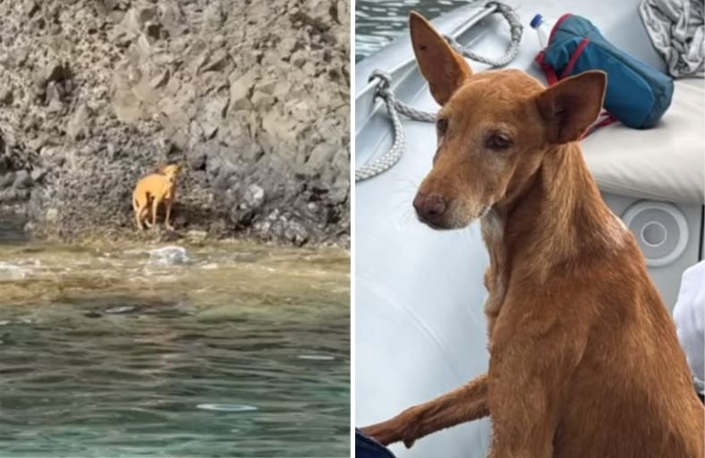 Tourist Boat Crew Spots Stranded Skinny Dog In Almeria Cove And Stops To Pull Him To Safety Tourist Boat Crew Spots Stranded Skinny Dog In Almeria Cove And Stops To Pull Him