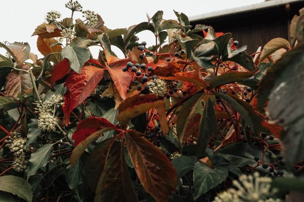Is Virginia Creeper Poisonous to Dogs? What Every Pet Owner Needs to Know Is Virginia Creeper Poisonous to Dogs? What Every Pet Owner Needs to Know