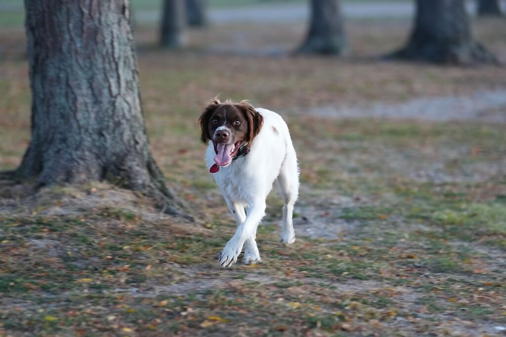 Do Brittany Dogs Shed? A Complete Guide to Their Coat and Grooming Do Brittany Dogs Shed? A Complete Guide to Their Coat and Grooming