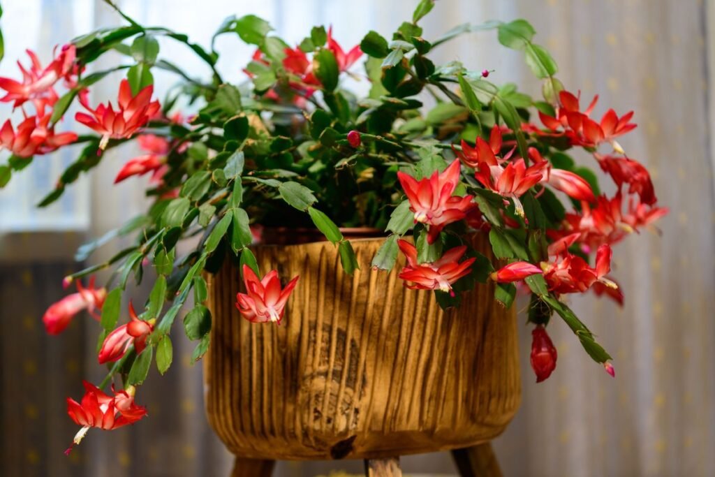 Is Christmas Cactus Toxic to Dogs? What Every Pet Owner Should Know Is Christmas Cactus Toxic to Dogs? What Every Pet Owner Should Know