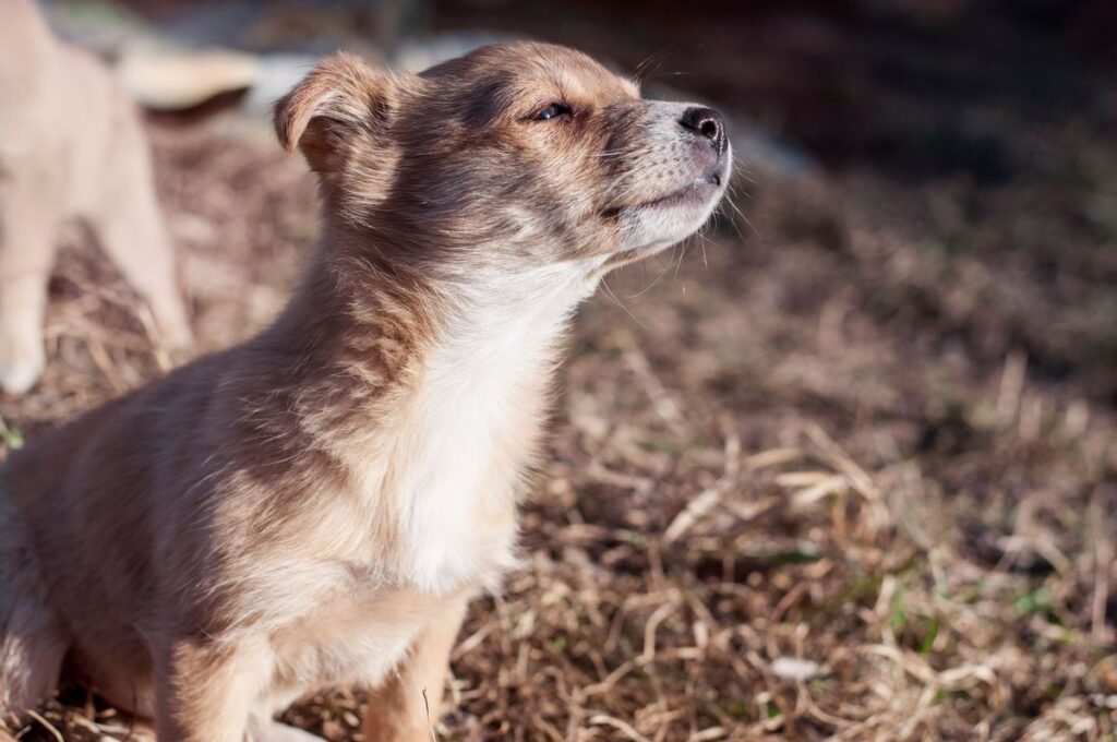 Why Does My Dog’s Breath Smell Like Fish? Causes and Solutions Why Does My Dog's Breath Smell Like Fish? Causes and Solutions