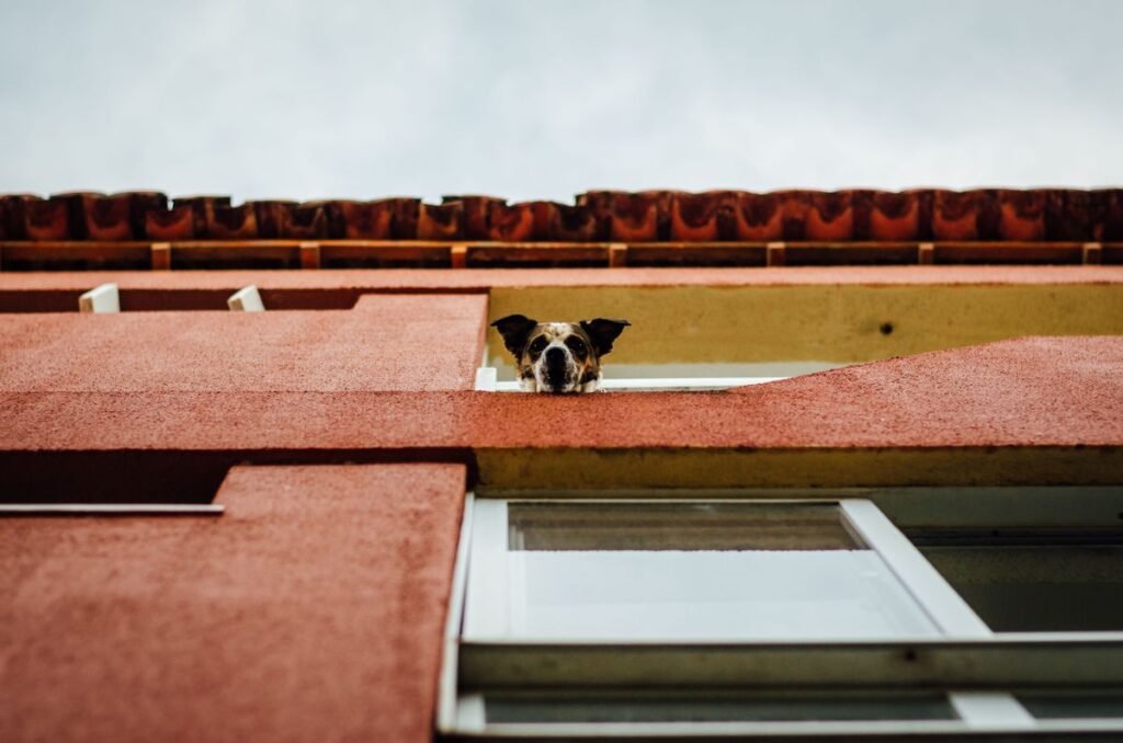 Why Do Dogs Bark at Mailman? Why Do Dogs Bark at Mailman?