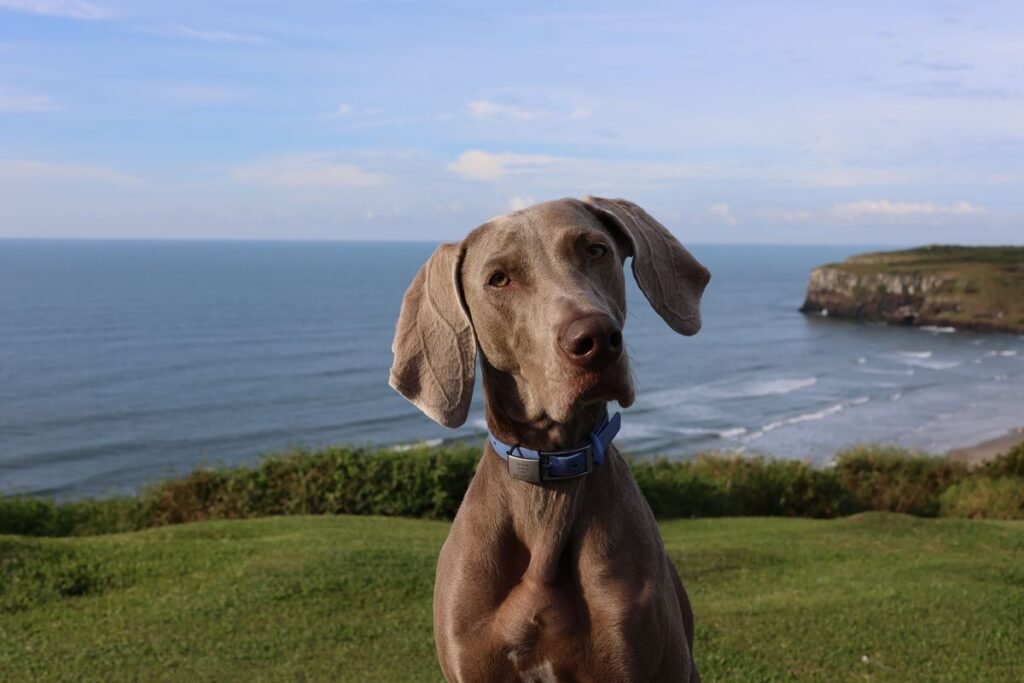 Do Weimaraner Dogs Shed? A Complete Guide to Their Shedding and Grooming Needs Do Weimaraner Dogs Shed? A Complete Guide to Their Shedding and Grooming Needs