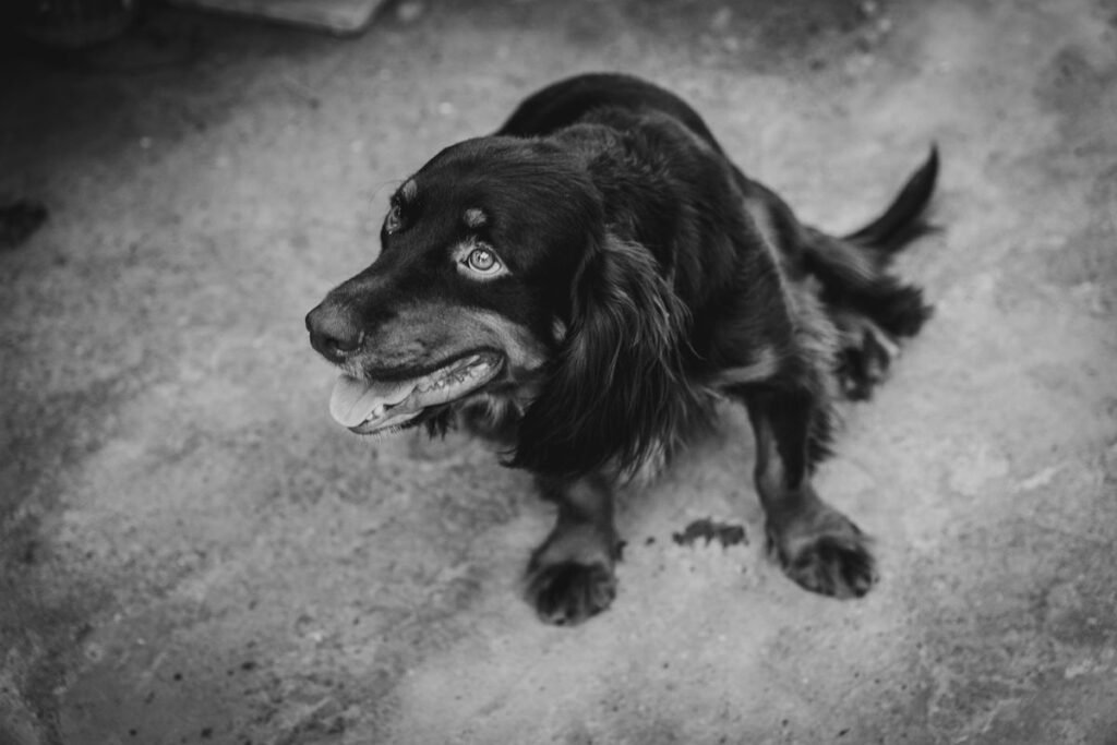 Why Is My Dog’s Poop Black But Acting Normal? Causes and What to Do Why Is My Dog's Poop Black But Acting Normal? Causes and What to Do