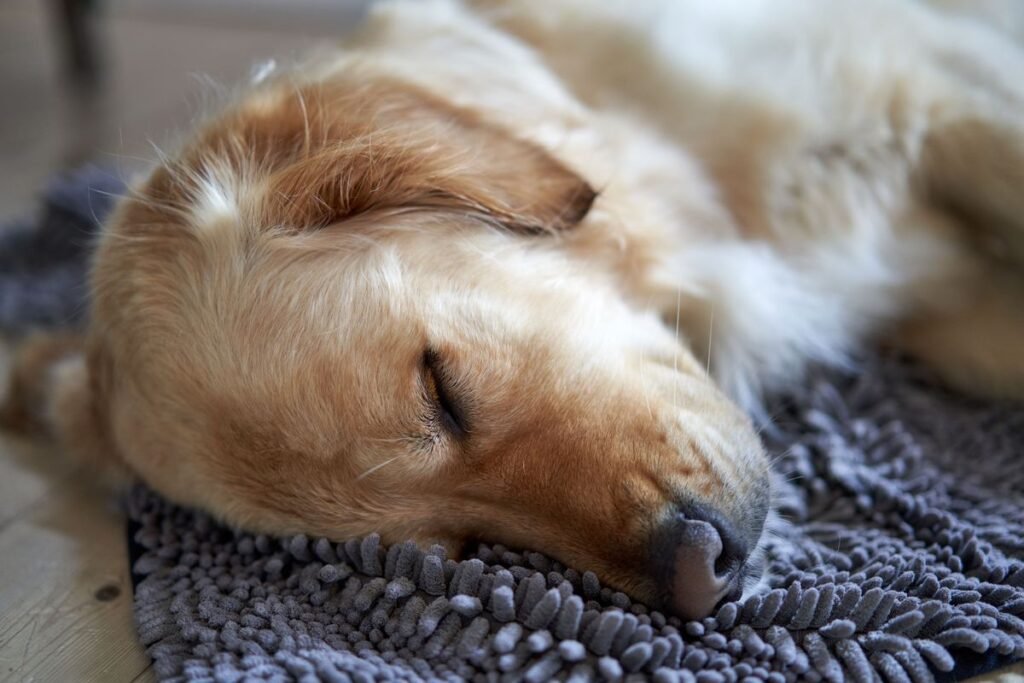 Why Do Dogs Whine in Their Sleep? 7 Common Reasons Explained