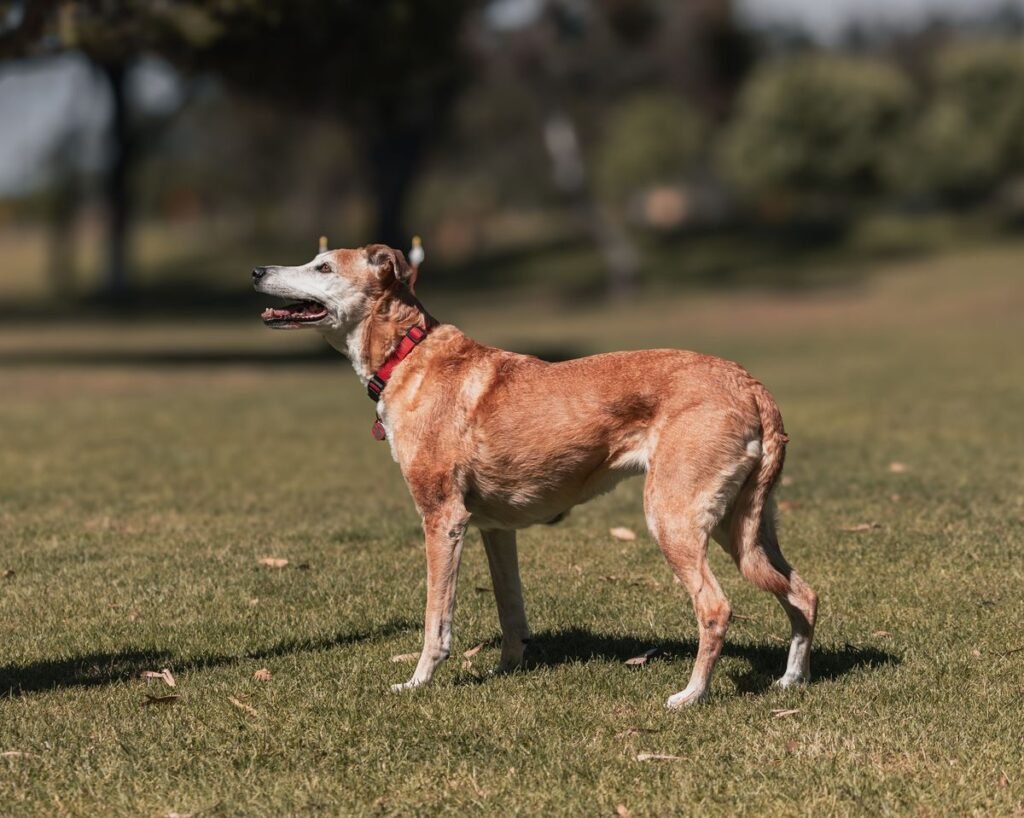 Do Greyhound Dogs Shed? The Truth About Greyhound Shedding