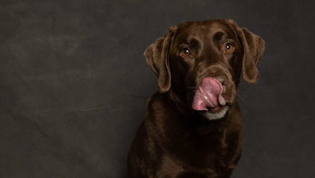 Why Does My Dog Lick the Air? Causes and When to Worry Why Does My Dog Lick the Air? Causes and When to Worry