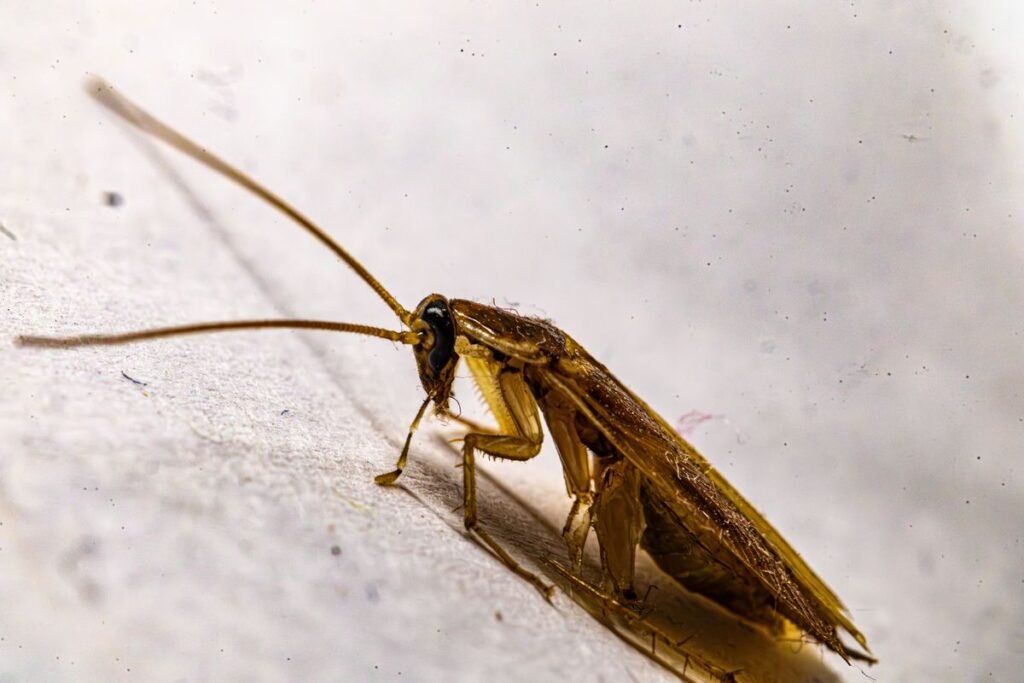 Do Dogs Eat Cockroaches? Understanding the Behavior and Risks Do Dogs Eat Cockroaches? Understanding the Behavior and Risks