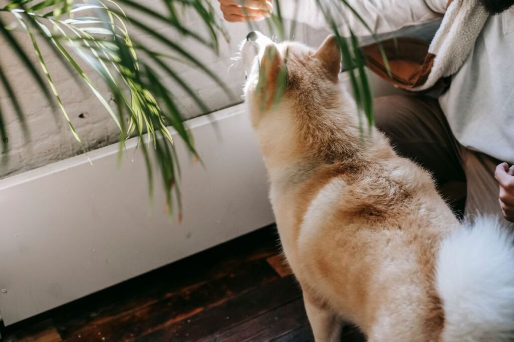 Are Majesty Palm Plants Poisonous to Dogs?