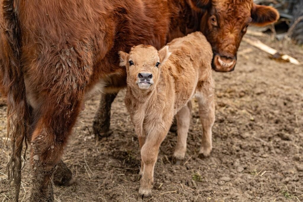 Can Dogs Eat Veal? A Complete Guide to Feeding Veal to Your Dog