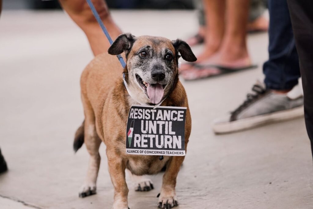 Do Greenies Cause Cancer in Dogs? Uncovering the Truth Behind the Rumor Do Greenies Cause Cancer in Dogs? Uncovering the Truth Behind the Rumor