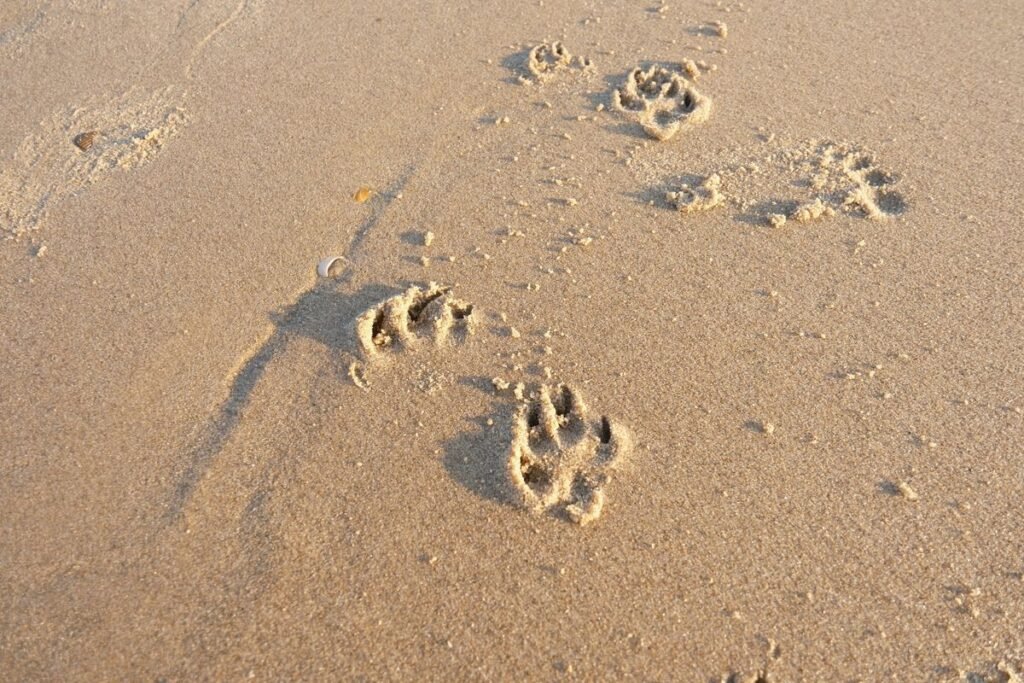 Do Dogs Imprint on People? Understanding Canine Bonding Do Dogs Imprint on People? Understanding Canine Bonding