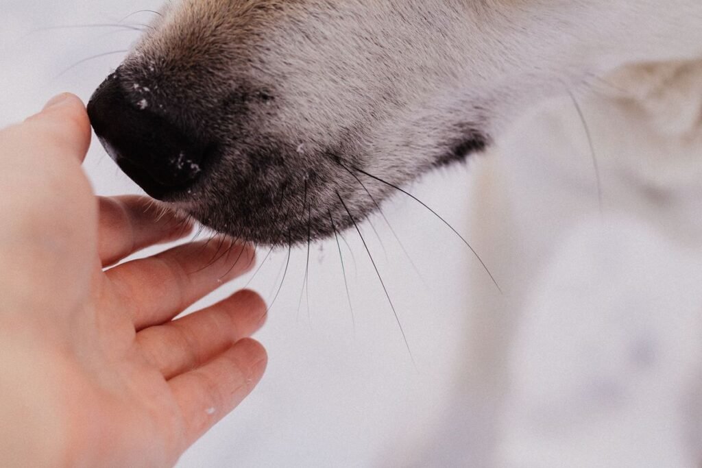 Do Dogs Get Cold Sores? What Every Pet Owner Should Know Do Dogs Get Cold Sores? What Every Pet Owner Should Know