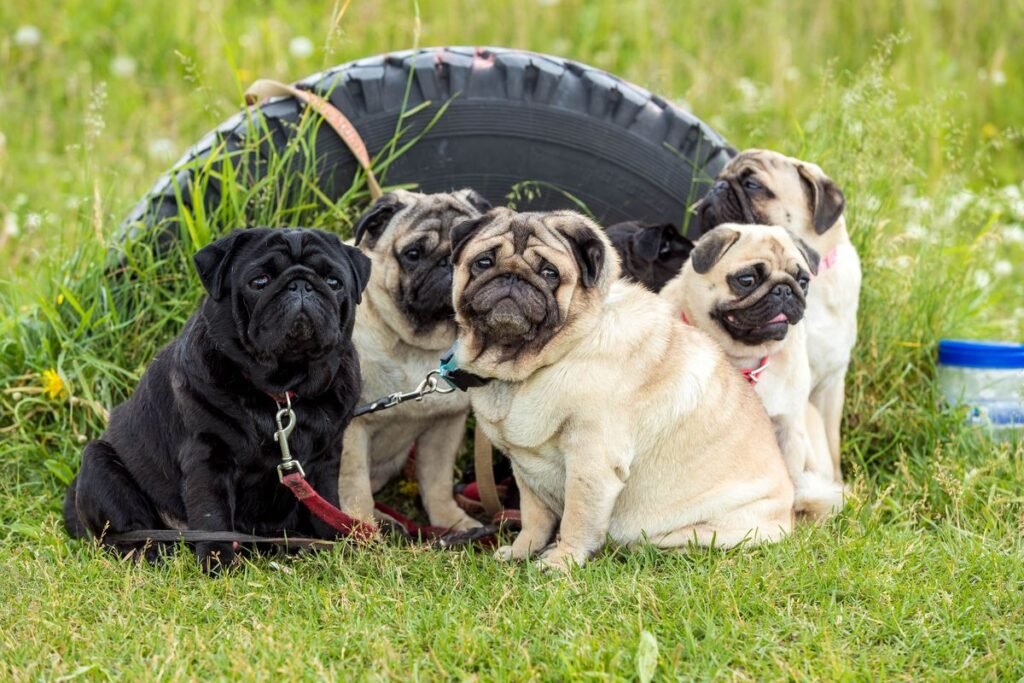 Do Pug Dogs Shed? A Complete Guide to Pug Shedding and Management Do Pug Dogs Shed? A Complete Guide to Pug Shedding and Management