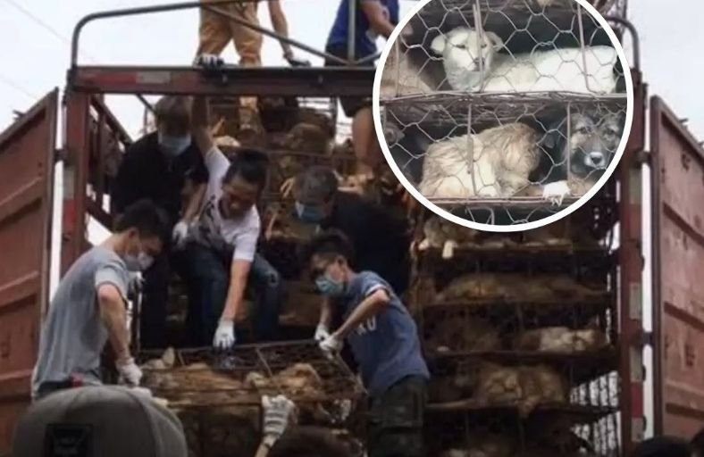 300 Strangers And 100 Cars Converge On A Highway To Stop A Truck Carrying Over 1,300 Dogs 300 Strangers And 100 Cars Converge On A Highway To Stop A Truck Carrying Over 1,300 Dogs