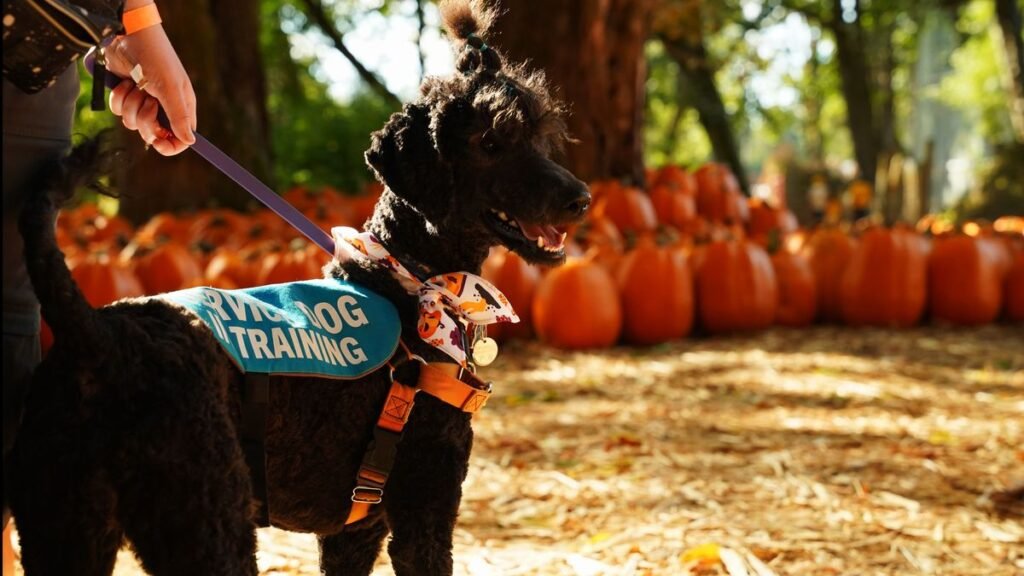 Can Poodles Be Service Dogs? A Complete Guide Can Poodles Be Service Dogs? A Complete Guide