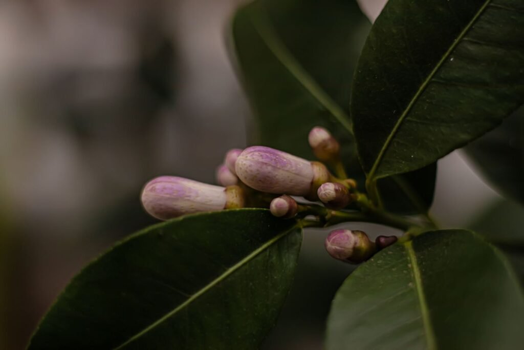 Are Lemon Trees Toxic to Dogs? What Every Pet Owner Should Know