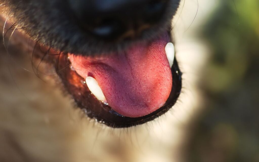 Can Dogs Have Xanthan Gum? Safety, Risks, and What to Know Can Dogs Have Xanthan Gum? Safety, Risks, and What to Know