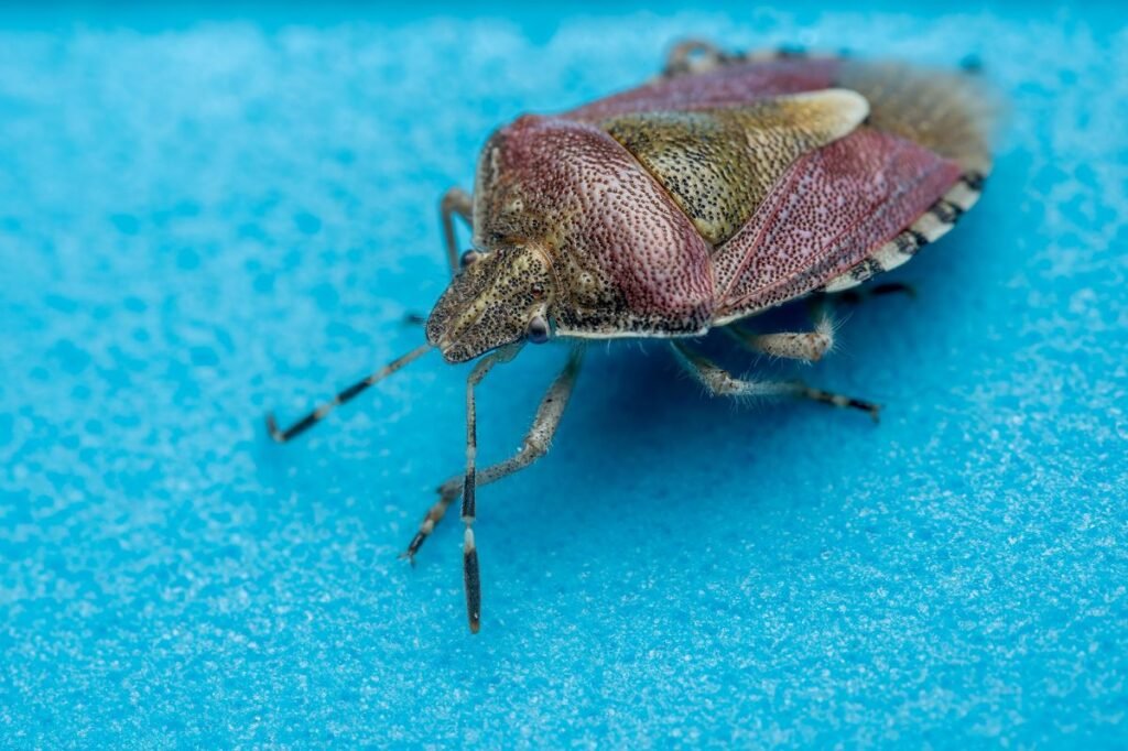 Are Stink Bugs Toxic to Dogs? What Pet Owners Need to Know Are Stink Bugs Toxic to Dogs? What Pet Owners Need to Know