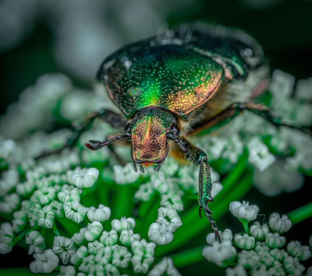Can Dogs Eat June Bugs? Risks and What to Do Can Dogs Eat June Bugs? Risks and What to Do