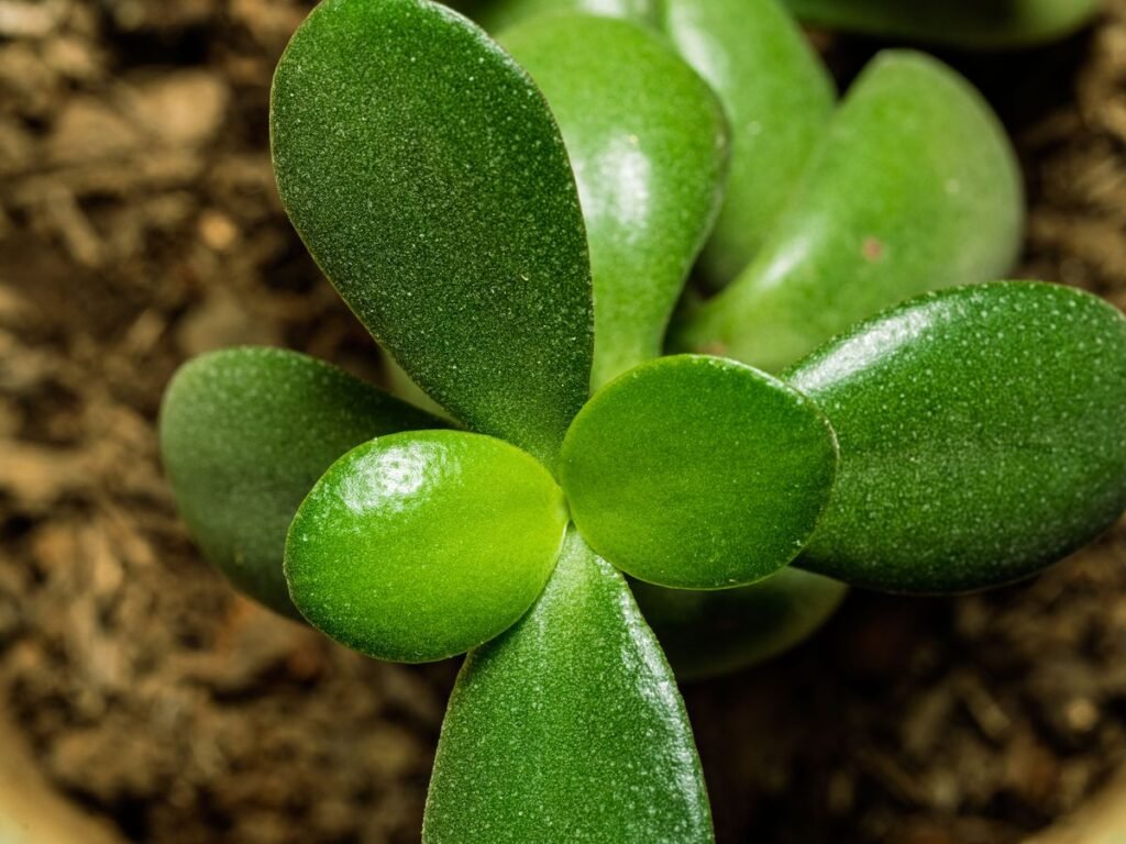 Is Jade Plant Toxic to Dogs? What Every Pet Owner Should Know Is Jade Plant Toxic to Dogs? What Every Pet Owner Should Know