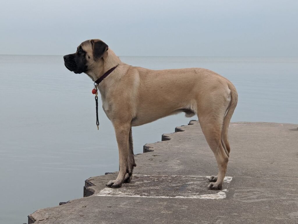 What Is the Fat in a Dog’s Neck? Understanding Neck Fat, Dewlaps, and More What Is the Fat in a Dog's Neck? Understanding Neck Fat, Dewlaps, and More