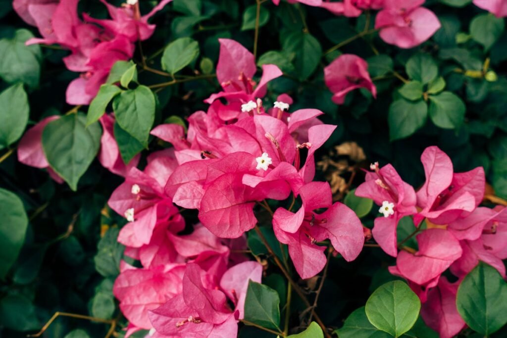 Is Bougainvillea Toxic to Dogs? What Every Pet Owner Should Know Is Bougainvillea Toxic to Dogs? What Every Pet Owner Should Know