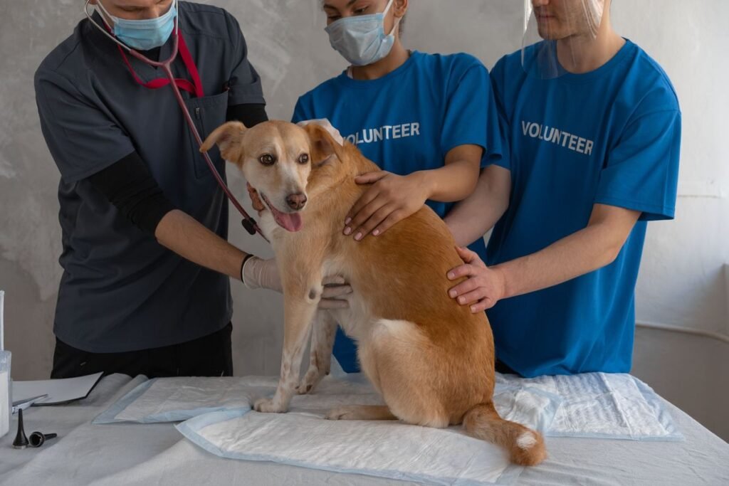 Can Dogs Get AIDS or HIV? The Truth About Canine Retroviruses