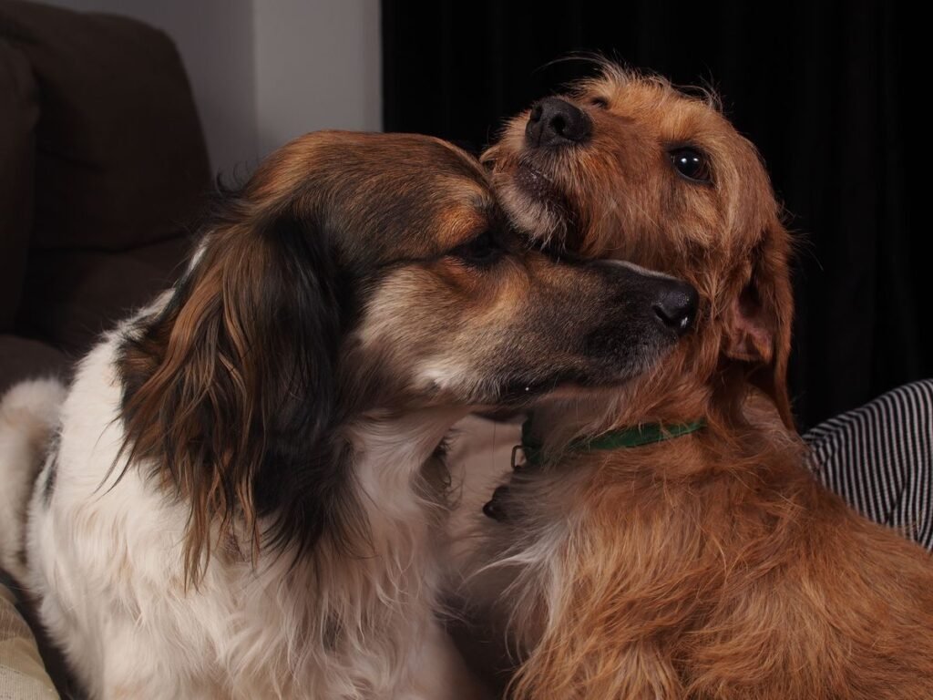 Do Dogs Know They Are Loved? Exploring the Canine-Human Bond Do Dogs Know They Are Loved? Exploring the Canine-Human Bond