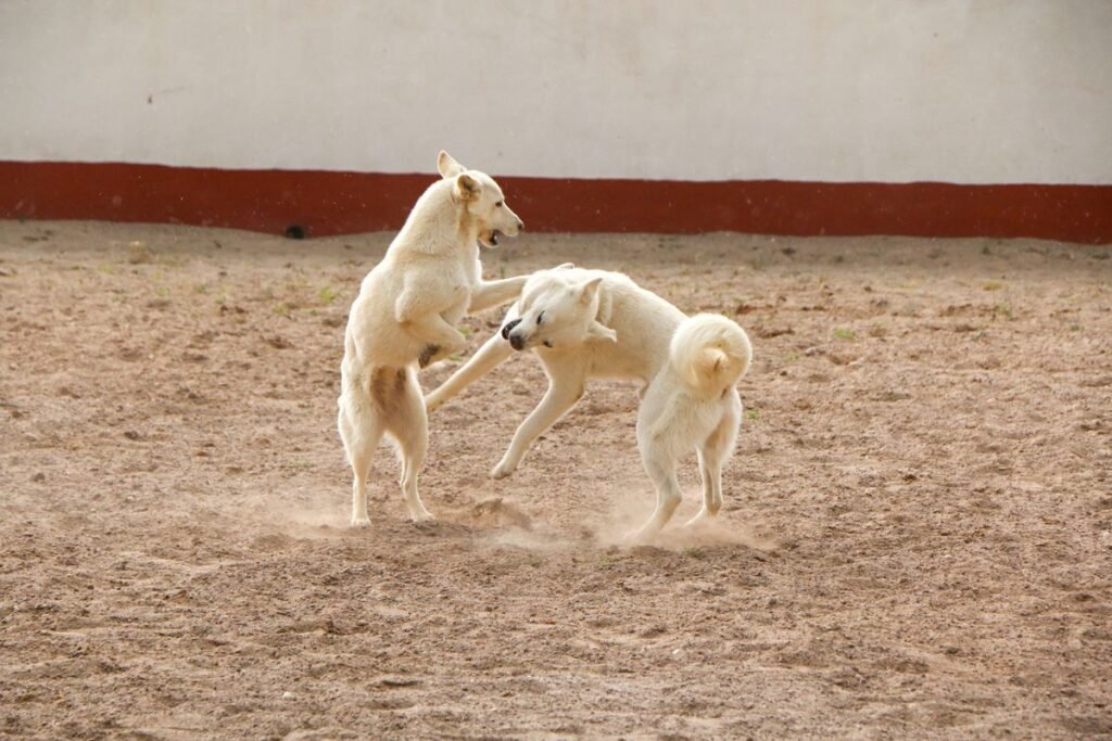 How to Stop Dogs Fighting in the Same Household: Proven Strategies for Peace How to Stop Dogs Fighting in the Same Household: Proven Strategies for Peace
