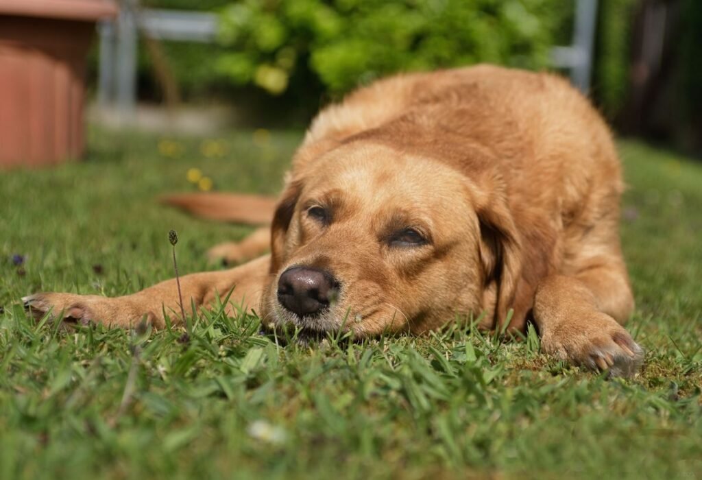 Can Dogs Have Gout? Understanding Canine Gout and Joint Health Can Dogs Have Gout? Understanding Canine Gout and Joint Health