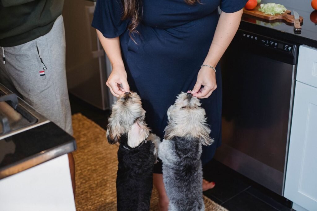 Can Dogs Eat Slim Jim? Important Health Risks and Safer Alternatives