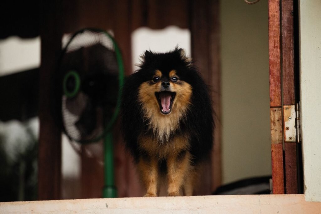 Do Pomeranian Dogs Bark a Lot? Understanding and Managing Their Barking Do Pomeranian Dogs Bark a Lot? Understanding and Managing Their Barking