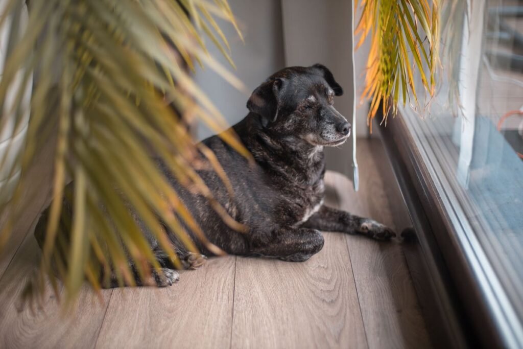 Are Mosquito Dunks Safe for Dogs? What Every Pet Owner Needs to Know Are Mosquito Dunks Safe for Dogs? What Every Pet Owner Needs to Know