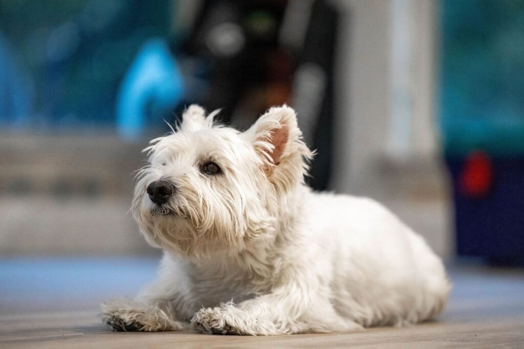 Are Westies Hypoallergenic? What You Need to Know