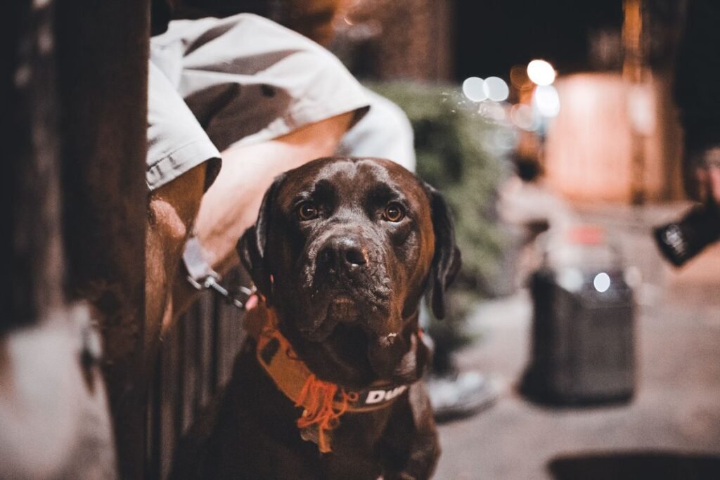 Can Dogs Be Afraid of the Dark? Understanding Canine Nighttime Anxiety Can Dogs Be Afraid of the Dark? Understanding Canine Nighttime Anxiety
