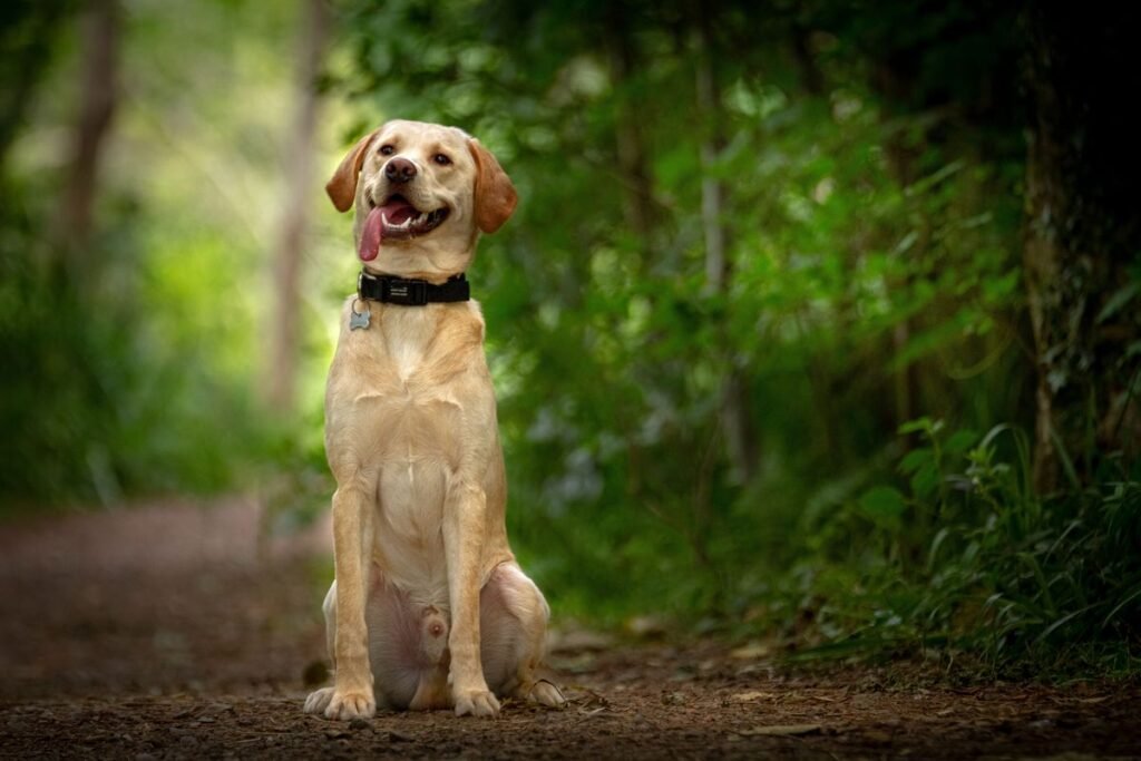 Do Lab Dogs Shed? A Complete Guide to Labrador Hair Loss Do Lab Dogs Shed? A Complete Guide to Labrador Hair Loss