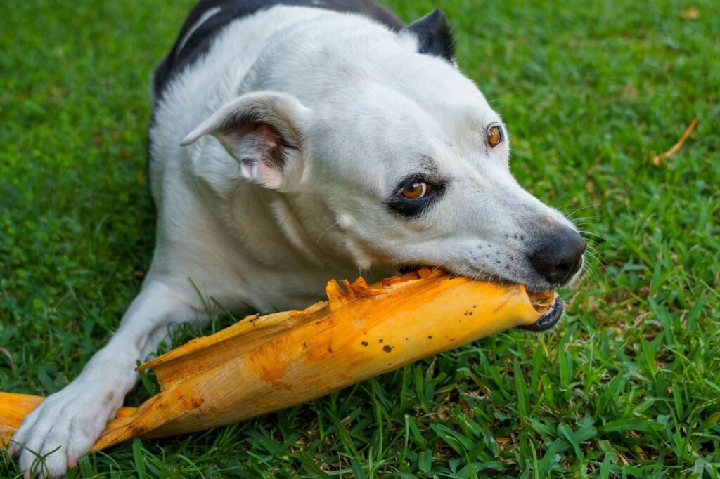 Is Citronella Toxic to Dogs? What Every Pet Owner Should Know Is Citronella Toxic to Dogs? What Every Pet Owner Should Know