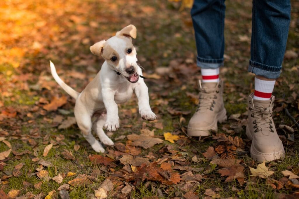Do Dogs Have Ankles? Understanding Canine Leg Anatomy Do Dogs Have Ankles? Understanding Canine Leg Anatomy