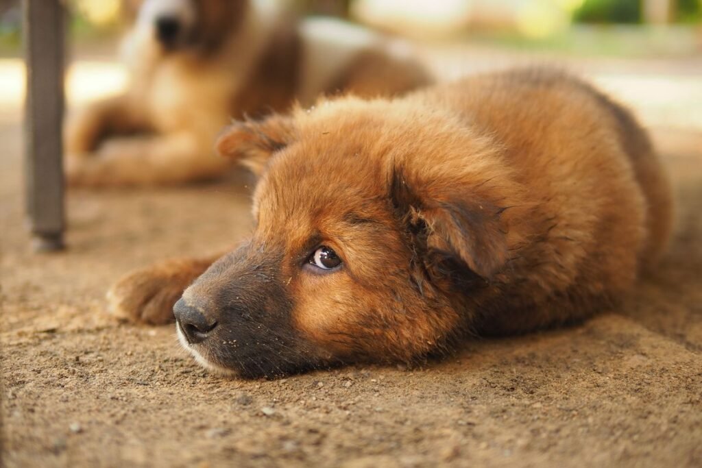 Is Castor Oil Safe for Dogs? Benefits, Risks, and Usage Guide Is Castor Oil Safe for Dogs? Benefits, Risks, and Usage Guide