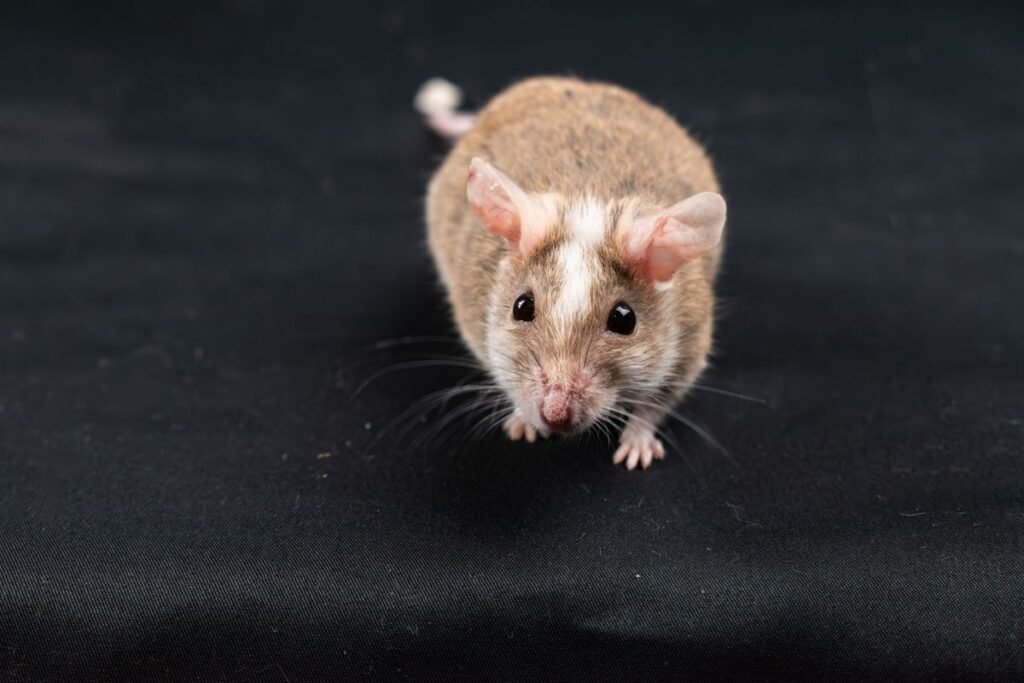 Are Dogs Scared of Mice? Understanding Canine Reactions to Rodents Are Dogs Scared of Mice? Understanding Canine Reactions to Rodents