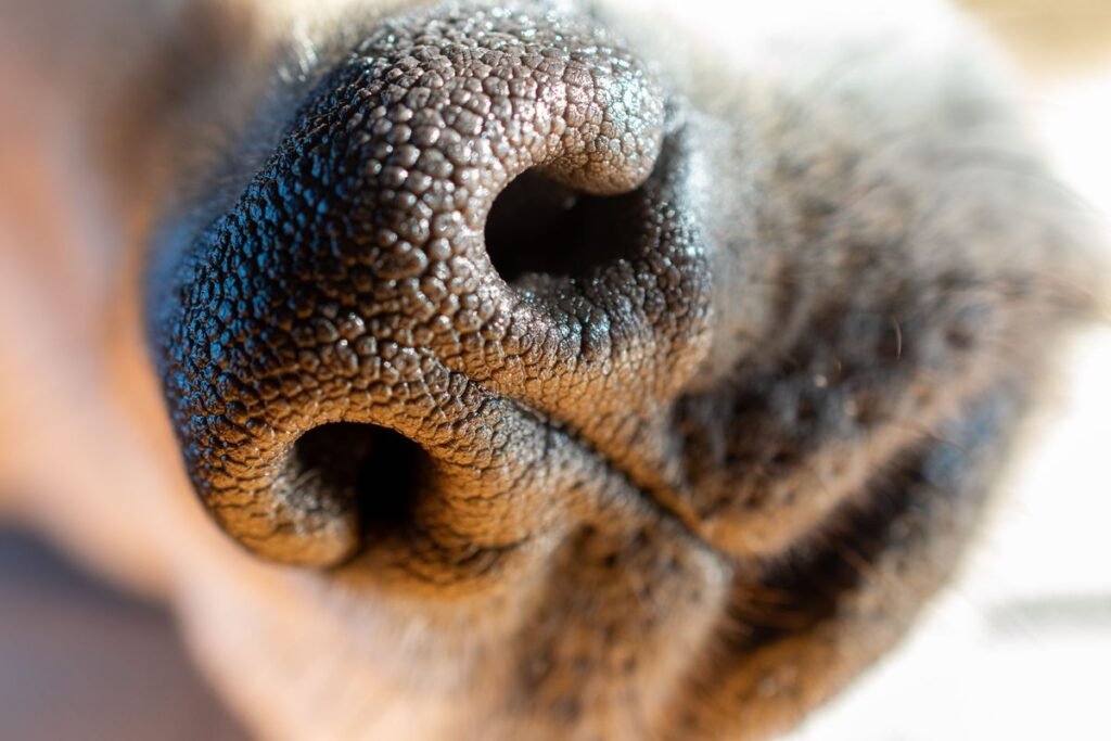 Is Vaseline Toxic to Dogs? What Every Pet Owner Should Know Is Vaseline Toxic to Dogs? What Every Pet Owner Should Know