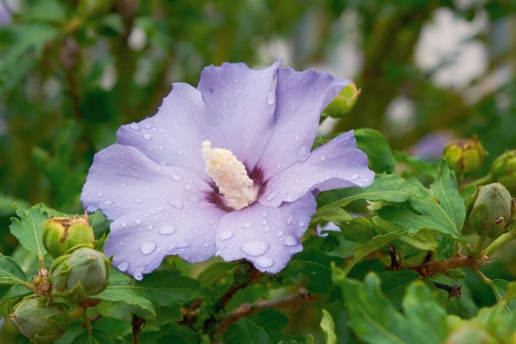 Is Rose of Sharon Toxic to Dogs? What Pet Owners Need to Know Is Rose of Sharon Toxic to Dogs? What Pet Owners Need to Know