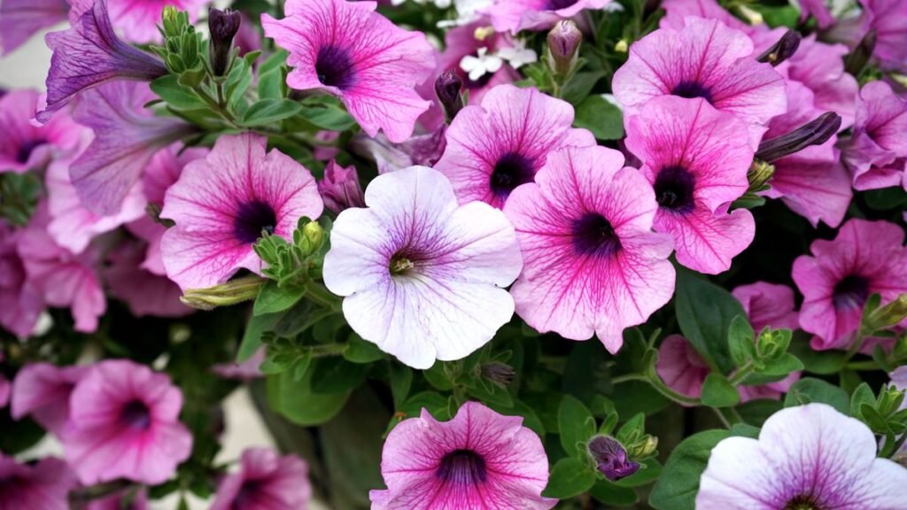 Are Petunias Safe for Dogs? What Every Pet Owner Should Know Are Petunias Safe for Dogs? What Every Pet Owner Should Know