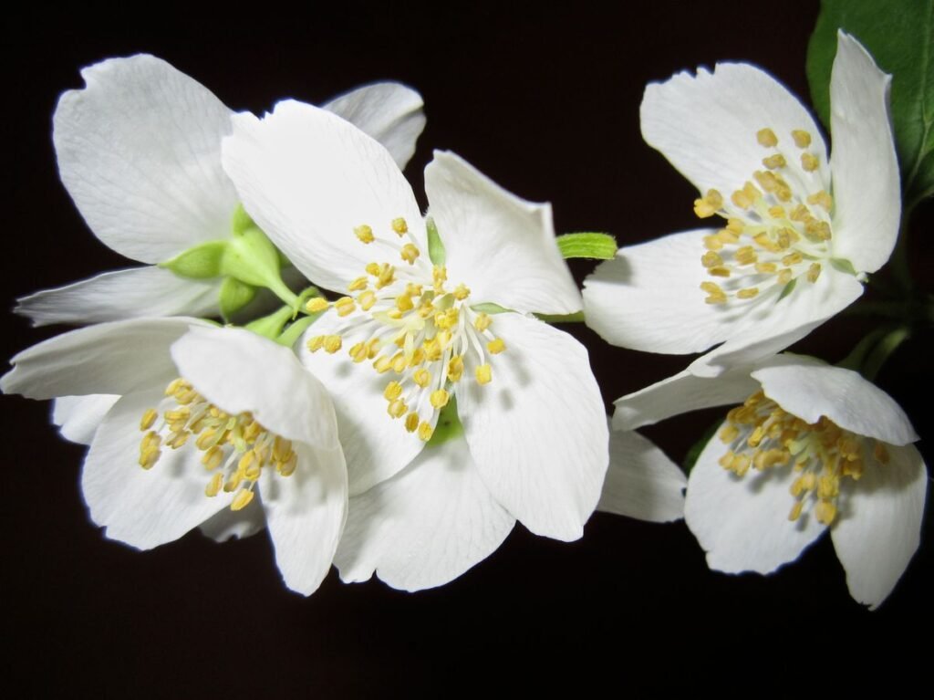 Is Jasmine Flower Poisonous to Dogs? Safe and Toxic Varieties