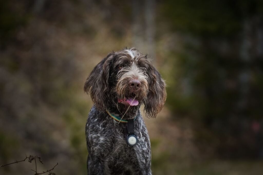Why Do Dogs Breathe Fast? Understanding the Causes and When to Worry Why Do Dogs Breathe Fast? Understanding the Causes and When to Worry