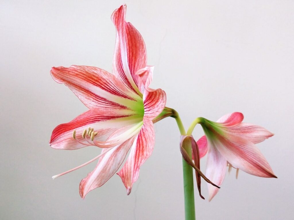 Are Amaryllis Toxic to Dogs? What Every Pet Owner Should Know Are Amaryllis Toxic to Dogs? What Every Pet Owner Should Know