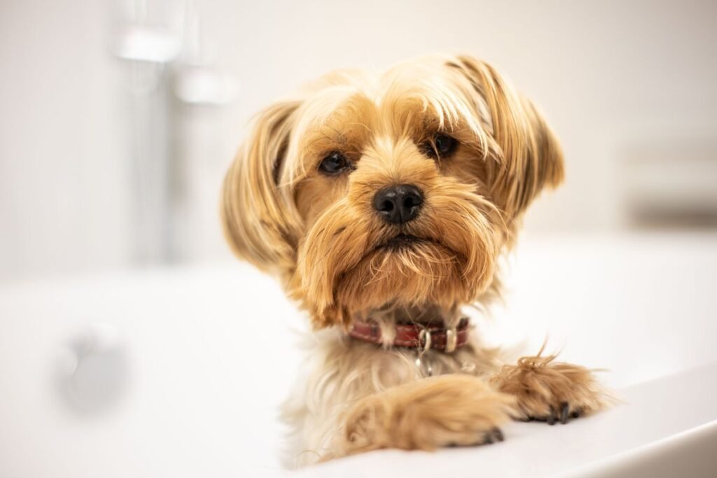 Why Do Dogs Go Crazy After a Bath? The Science Behind the Zoomies Why Do Dogs Go Crazy After a Bath? The Science Behind the Zoomies