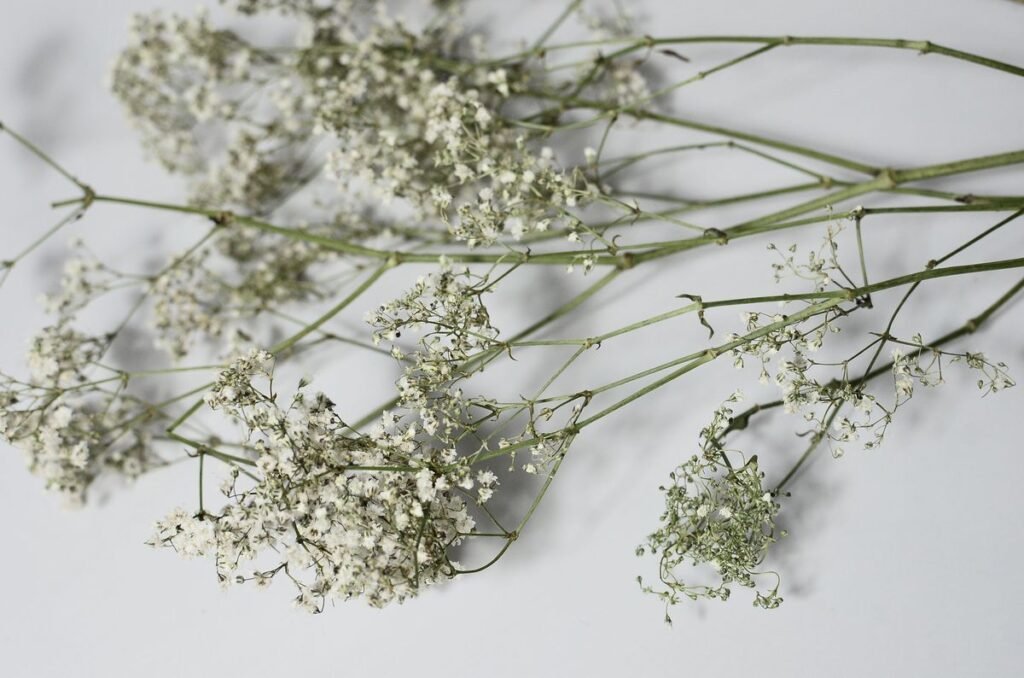 Is Baby’s Breath Toxic to Dogs? What Every Pet Owner Should Know Is Baby's Breath Toxic to Dogs? What Every Pet Owner Should Know