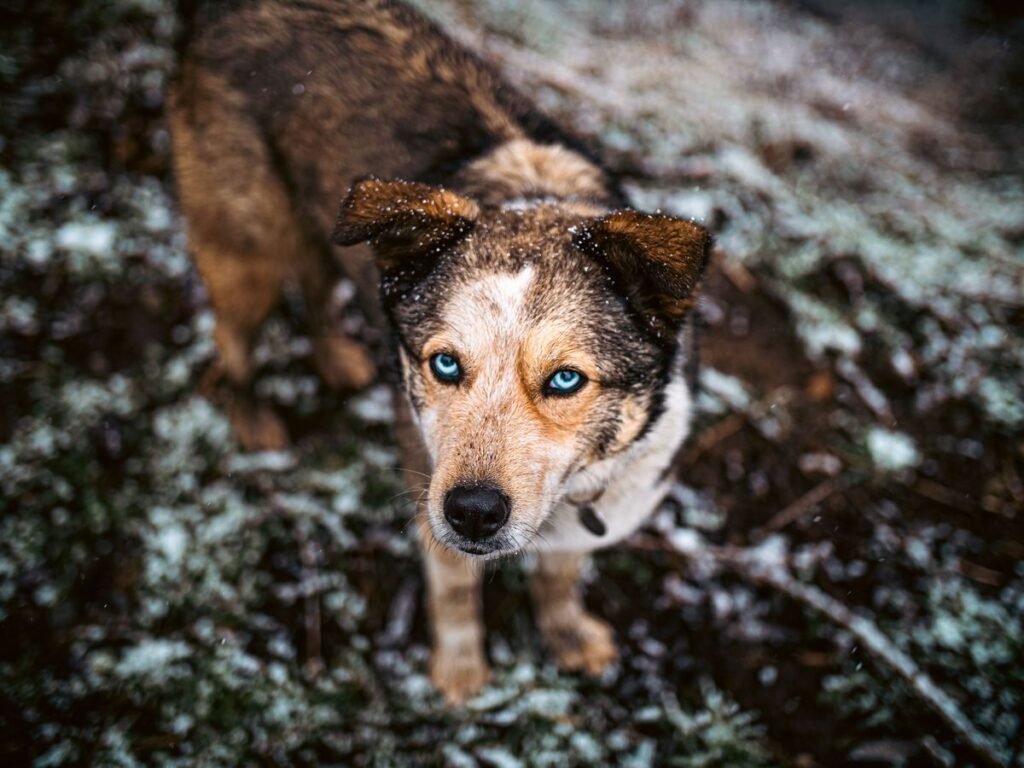 Why Do Dogs Stare at You When They Poop? Why Do Dogs Stare at You When They Poop?